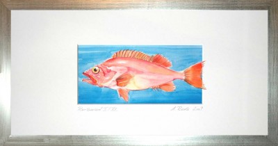 36-Rotbarsch-I-Druck-silber