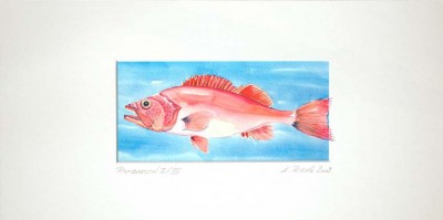 44-Rotbarsch-II-Druck