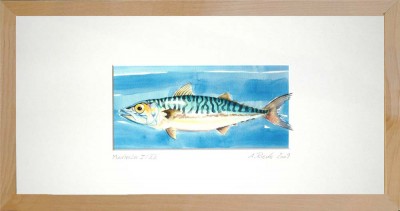 41-Makrele-Druck-Birke