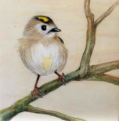 05-Wintergoldhaehnchen